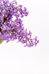 Lilac flowers isolated on a white background