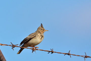 Crested Lark (Galerida cristata), Crete