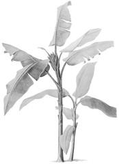 Palm Tree Banana Halftone Botanical Illustration