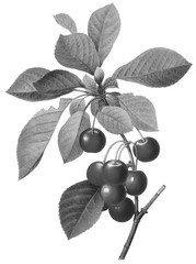 Halftone Botanical Illustration