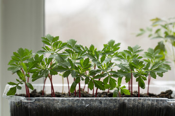 Seedlings of flowers tagetes in a container on the windowsill