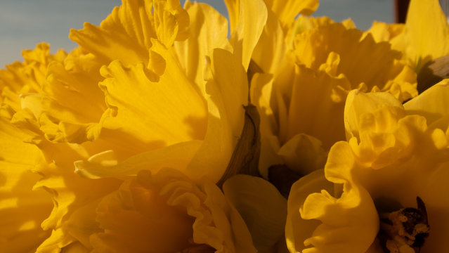 Blooming Narcissus in the garden, macro © Milos