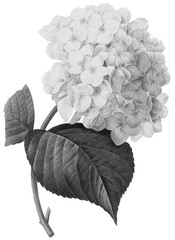 Halftone Botanical Illustration