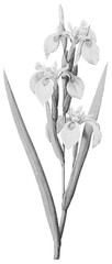 Iris Halftone Botanical Illustration