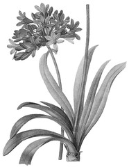 Halftone Botanical Illustration