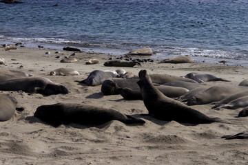 Fototapeta premium sea lions on beach in Big Sur California USA
