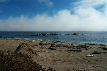 Fototapeta na wymiar sea lions on beach in Big Sur California USA