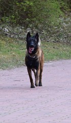 Schäferhund