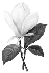 Botanical Illustrations in Halftone Pattern