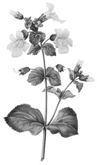 Botanical Illustrations in Halftone Pattern