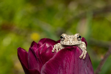 Gray tree frog in a dark purple tulip flower - Hyla versicolor