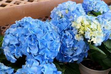 Hydrangea macrophylla flower