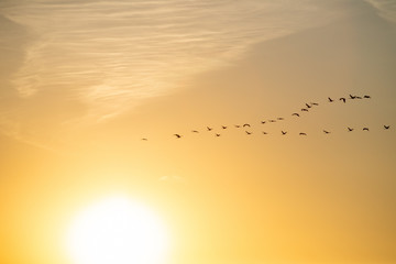 Klucz lecących żurawi (grus grus) na słonecznym niebie o zachodzie słońca. Biebrzański Park...