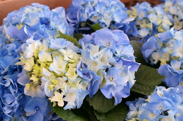 Hydrangea macrophylla flower