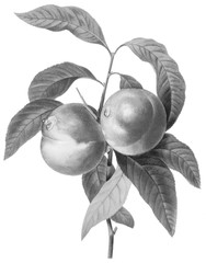 Botanical Illustrations in Halftone Pattern