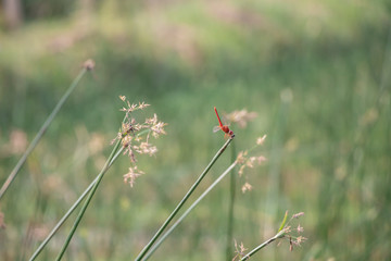 Selective focus of a red dragonfly and green sedges field background.Beautiful green sedges on...