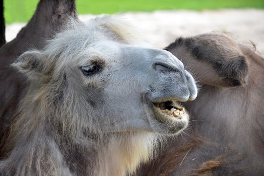 Kamel