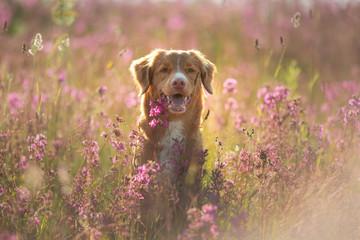 Nova Scotia Duck Tolling Retriever Dog in a field of flowers. Happy pet in the sun, po