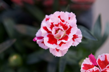 Carnation pink flower