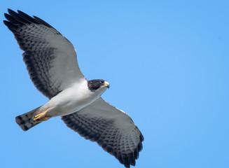 Short-tailed Hawk soaring in the air looking for food.