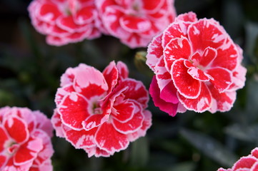 Carnation pink flower