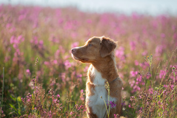 Nova Scotia Duck Tolling Retriever Dog in a field of flowers. Happy pet in the sun, po