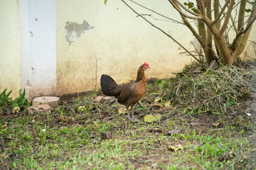 Asian chicken walking in the green lawn