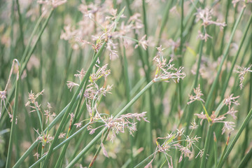  Selective focus of the green sedges field background.Beautiful green sedges on paddy field.Also known sedges include the water Chestnut(Eleocharis dulcis) and the Papyrus sedge(Cyperus papyrus)