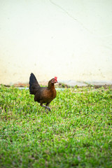 Asian chicken walking in the green lawn