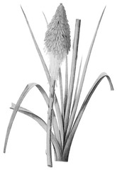 Botanical Illustrations in Halftone Pattern