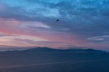 Sunrise on the sea with a blue sky and a flying Seagull over Monte Argentario