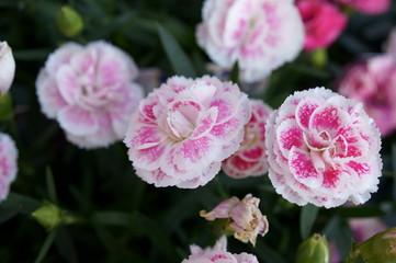 Carnation pink flower
