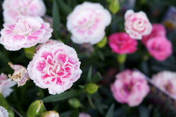 Carnation pink flower