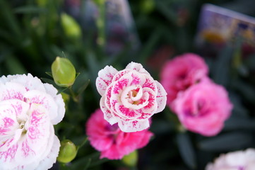 Carnation pink flower