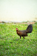 Asian chicken walking in the green lawn