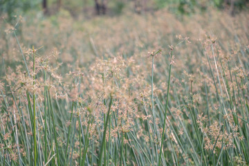  Selective focus of the green sedges field background.Beautiful green sedges on paddy field.Also known sedges include the water Chestnut(Eleocharis dulcis) and the Papyrus sedge(Cyperus papyrus)