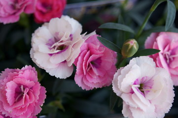 Fototapeta na wymiar Carnation pink flower