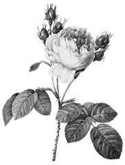 Obraz premium Botanical Illustrations in Halftone Pattern