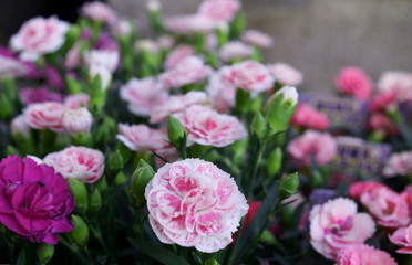 Carnation pink flower