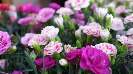 Obraz premium Carnation pink flower