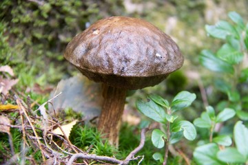 Mushroom in the forest in Norway