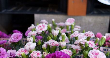 Carnation pink flower