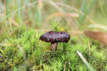 Mushroom in the forest in Norway