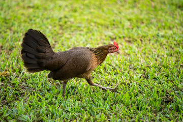 Asian chicken walking in the green lawn