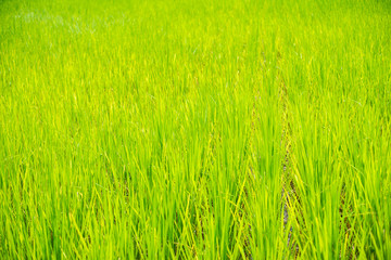 Green rice fields are growing.