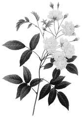 Botanical Illustrations in Halftone Pattern