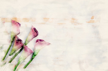 purple calla lilies on white wooden background