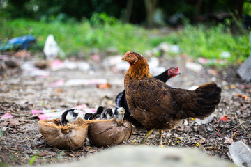 The chicken family is looking for food.
