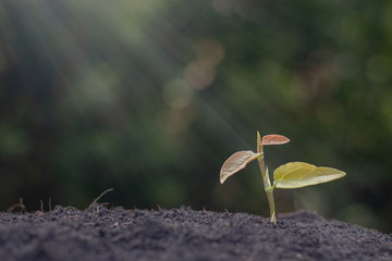 Plant a tree Natural tree Green background seedlings in nature.
