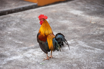 Asian chickens are walking for food.